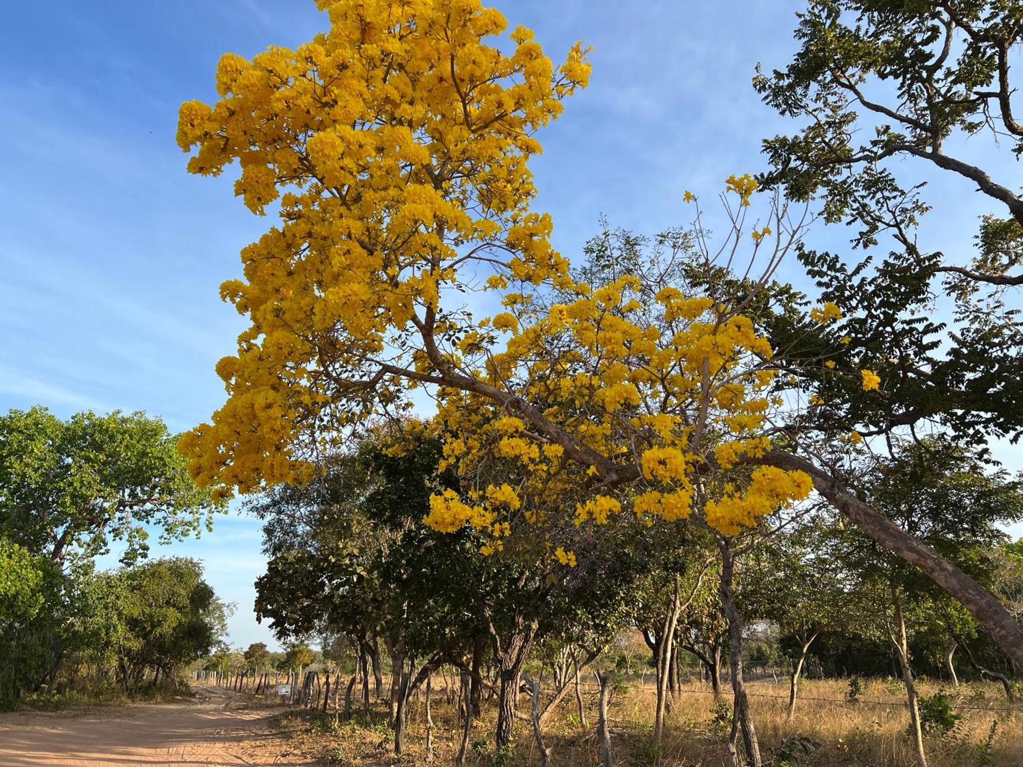 Fervedouro E Pousada Por Enquanto Sao Felix do Tocantins Exterior foto